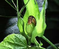 Gossypol, cotton's  natural toxin, will deter this hungry bollworm and poison you