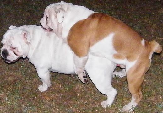 течка у собак французского бульдога. течка у собак французского бульдога. францескип быльдоги течка. трусы для французского бульдога. собаки спариваются.