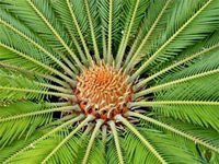 Cycad, ancient plant, today a diamond