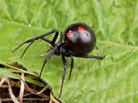 100% natural & organic black widow spider venom. Violent illness and death in just a few molecules