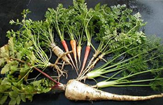 100% natural and organic umbelliferous vegetables, carrot, parsley, parsnip and fennel with close relative, poison. hemlock, used to execute Socrates