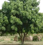 Neem tree. Now starving Indians can grow fruit instead